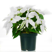 Poinsettia branca, Estrela de Natal branca